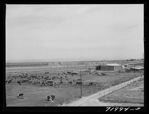 Coolidge, Pinal County, Arizona. Casa Grande Farms, FSA (Farm Security Administration) project. Beef cattle in the feeding lot