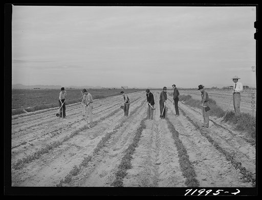 Eleven Mile Corner, Arizona. FSA (Farm Security Administration) farmworkers' community. Boys learning to garden in the vocational training class. This is vocational training as provided for in the Smith-Hughes bill