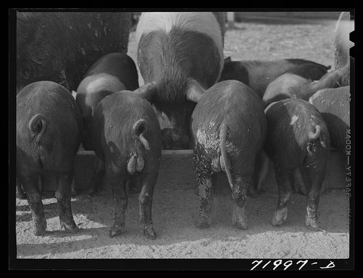 Coolidge, Pinal County, Arizona. Casa Grande Farms, FSA (Farm Security Administration) project. Pigs at a feed trough