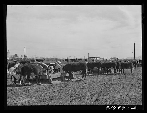 Untitled photo, possibly related to: Coolidge, Pinal County, Arizona. Casa Grande Farms, FSA (Farm Security Administration) project. Beef cattle in the feeding lot