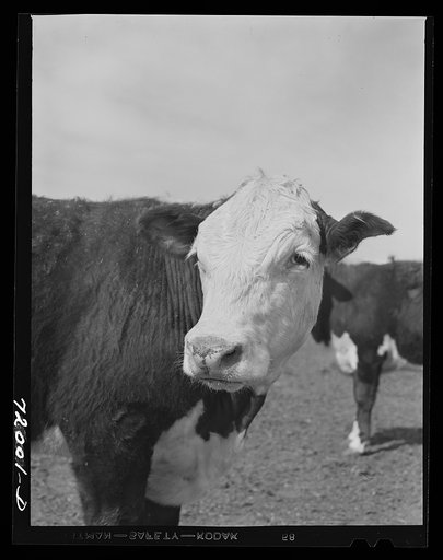 Untitled photo, possibly related to: Coolidge, Pinal County, Arizona. Casa Grande Farms, FSA (Farm Security Administration) project. Beef steers feeding