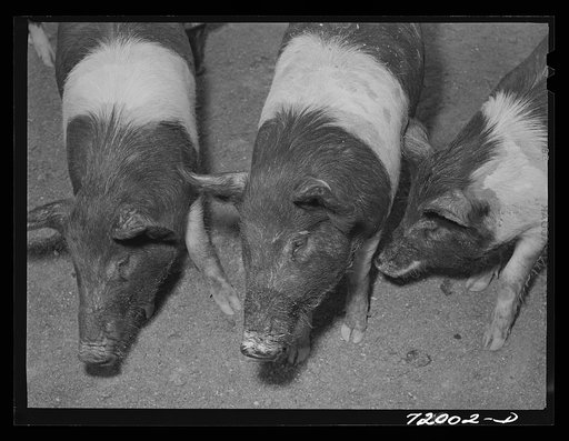 Coolidge, Pinal County, Arizona. Casa Grande Farms, FSA (Farm Security Administration) project. Pigs