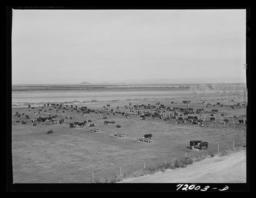 Untitled photo, possibly related to: Coolidge, Pinal County, Arizona. Casa Grande Farms, FSA (Farm Security Administration) project. Beef cattle in the feeding lot