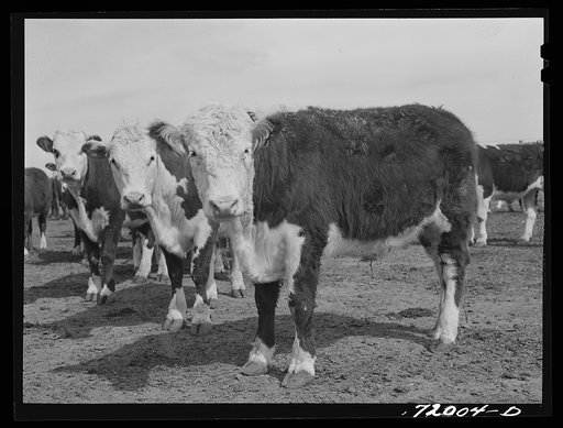 Coolidge, Pinal County, Arizona. Casa Grande Farms, FSA (Farm Security Administration) project. Beef steers feeding
