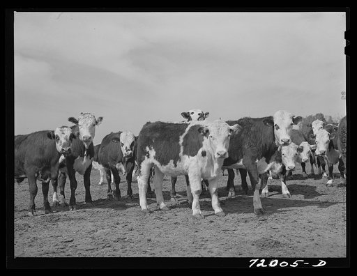 Coolidge, Pinal County, Arizona. Casa Grande Farms, FSA (Farm Security Administration) project. Beef steers feeding