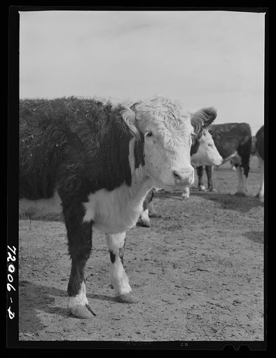Untitled photo, possibly related to: Coolidge, Pinal County, Arizona. Casa Grande Farms, FSA (Farm Security Administration) project. Beef steers feeding