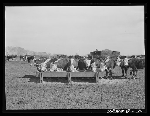 Untitled photo, possibly related to: Coolidge, Pinal County, Arizona. Casa Grande Farms, FSA (Farm Security Administration) project. Beef cattle in the feeding lot