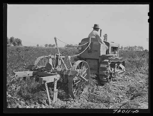 Digging carrots. Yuma County, Arizona
