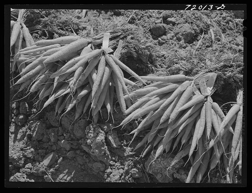 Bunched carrots in the field. Imperial County, California