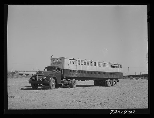 "Steer pullman." Imperial County, California. Steers are transported in these to nearby markets such as Los Angeles and San Diego