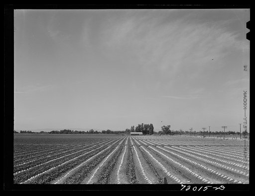 Paper caps are used to protect young melon plants (cantelopes) from sun and wind. Imperial County, California