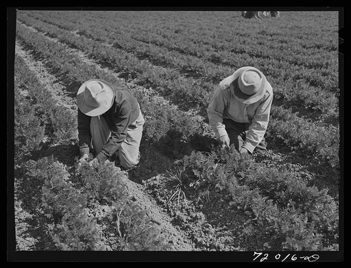Weeding carrots. Imperial County, California