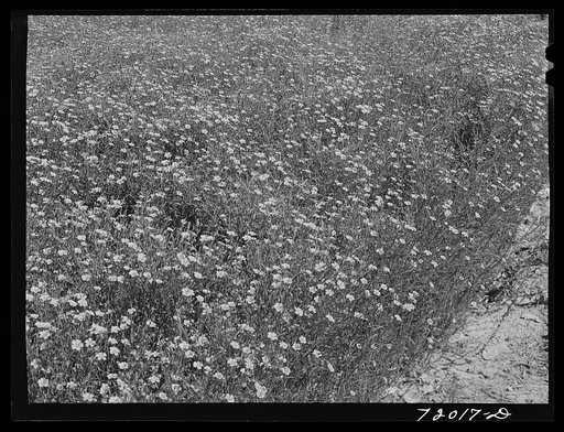 Flax, a crop that is increasing in importance and acreage in Imperial County, California