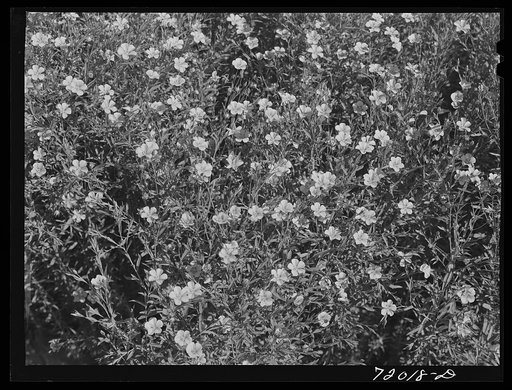 Untitled photo, possibly related to: Flax in bloom. Imperial County, California