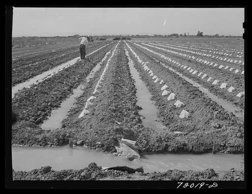 Paper caps protect young melon plants in the irrigated fields in Imperial County, California