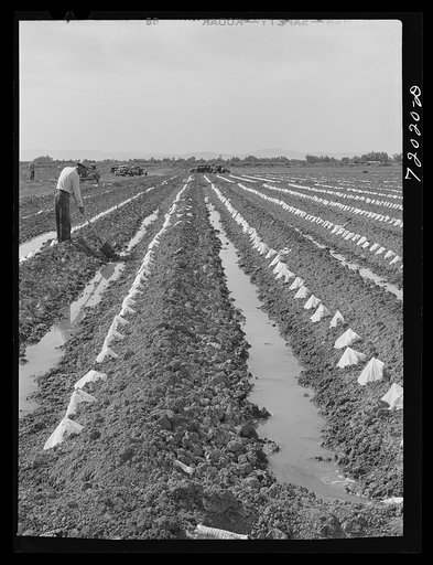 Paper caps protect young melon plants in the irrigated fields in Imperial County, California