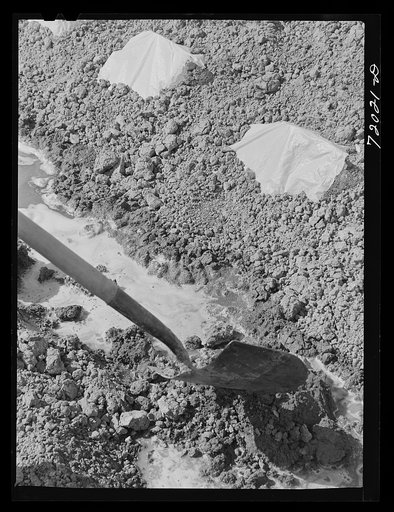 Untitled photo, possibly related to: Paper caps protect young melons plants in the irrigated fields. Imperial County, California