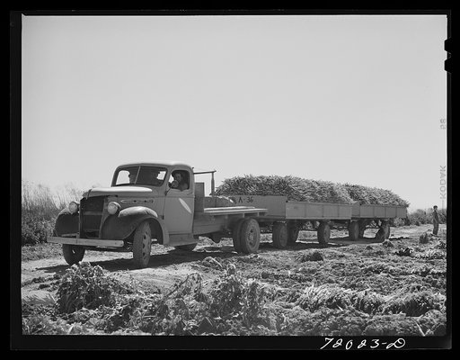 Carrots are carried to town packing plants in these large truck-trailers. Imperial County, California