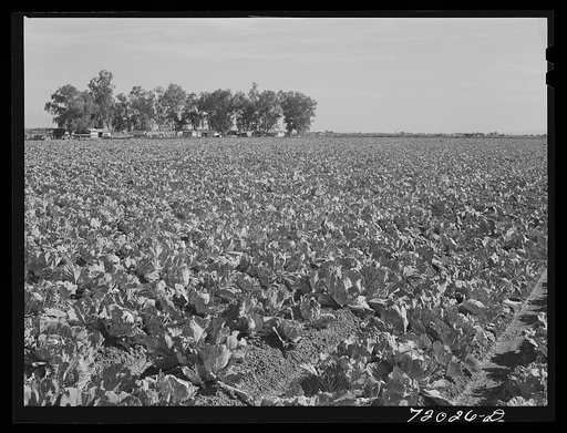 Untitled photo, possibly related to: Cabbage in the field. Imperial County, Calfornia