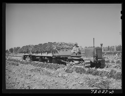 Trailers drawn by "cats" are used to gather carrots in the field. Imperial County, California