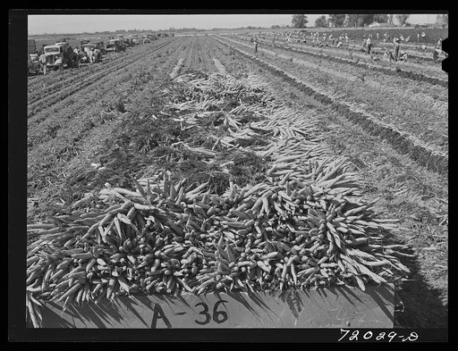 Carrots in truck trailer in field. Imperial County, California