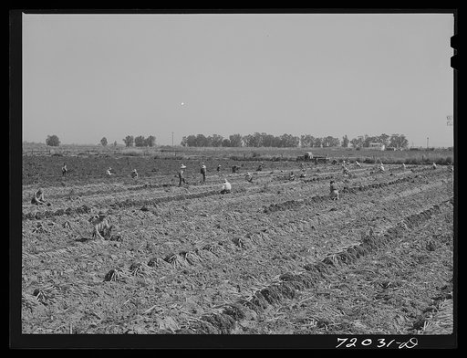 After carrots are dug and heaped in rows, the workers grade and bunch them in the field. Imperial County, California