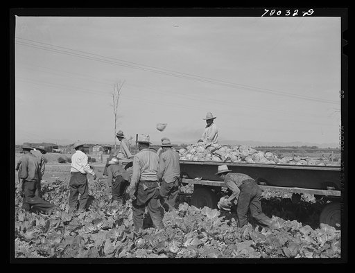 Gathering cabbage. Imperial County, California