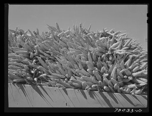 Carrots. Imperial County, California