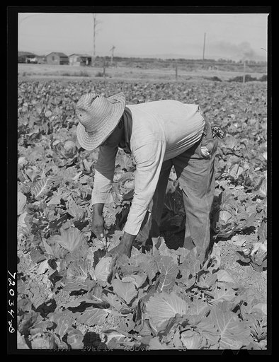 Worker cuts head of cabbage. Imperial County, California