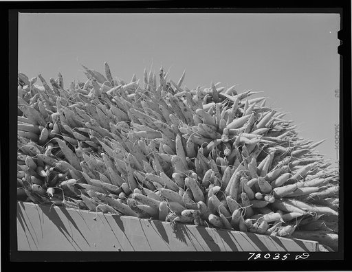 Untitled photo, possibly related to: Carrots. Imperial County, California