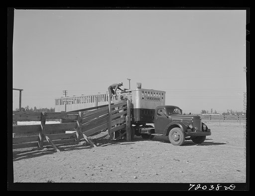 Beef cattle are loaded into this "pullman" truck for transportation to market. Imperial County, California