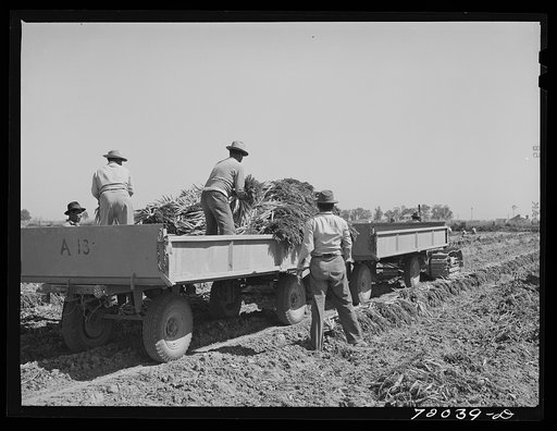 Loading bunched carrots into truck-trailers. Imperial County, California