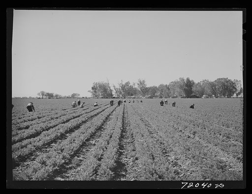 Workers weed field of carrots. Imperial County, California