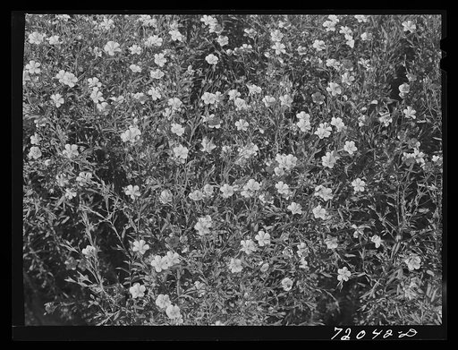 Flax in bloom. Imperial County, California