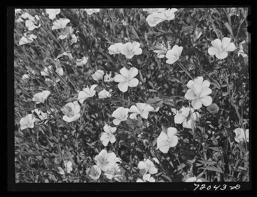 Flax in bloom. Imperial County, California