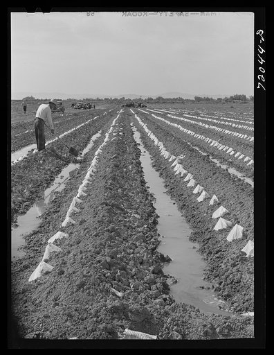 Untitled photo, possibly related to: Paper caps protect young melons plants in the irrigated fields. Imperial County, California