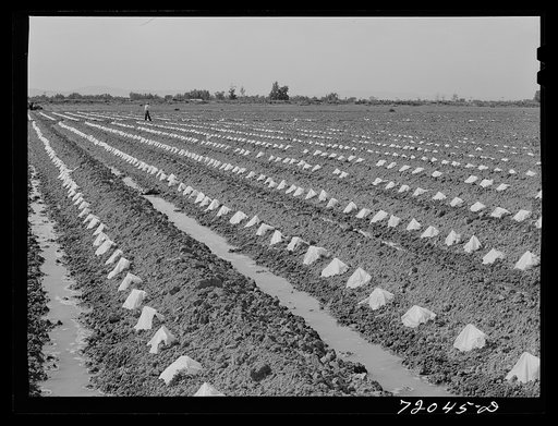 Paper caps protect young melons plants in the irrigated fields. Imperial County, California