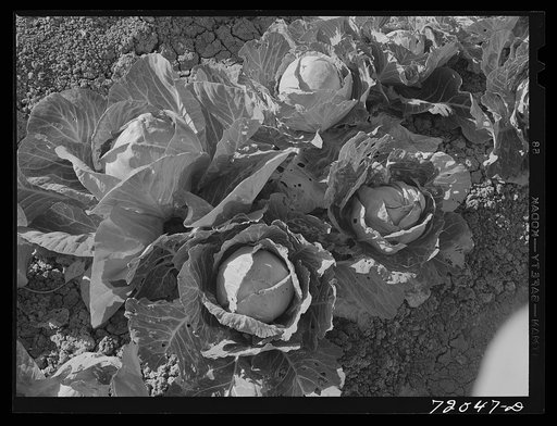 Head of cabbage in the field. Imperial County, Calfornia