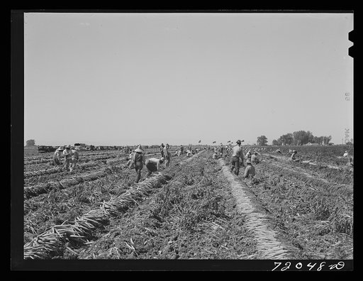 Untitled photo, possibly related to: Carrots in the field. Imperial County, California