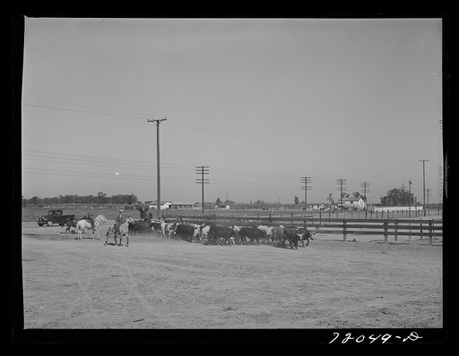 Driving in a bunch of cattle which will be shipped to market. Imperial County, California. This is a herd of Mexican cattle and is not typical of the high grade beef cattle which Imperial County feeds