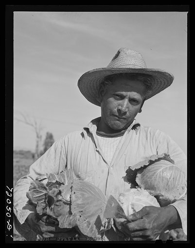 Untitled photo, possibly related to:   Gathering cabbage. Imperial County, California