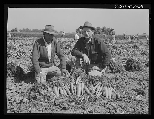 Untitled photo, possibly related to: Carrots in the field. Imperial County, California