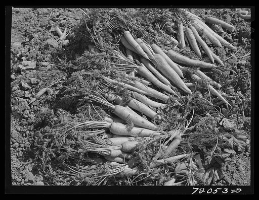 Untitled photo, possibly related to: Carrots in the field. Imperial County, California