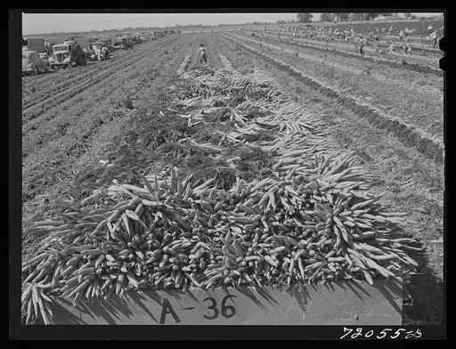 Untitled photo, possibly related to: Carrots in truck trailer in field. Imperial County, California