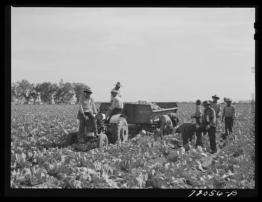 Untitled photo, possibly related to: Gathering cabbage. Imperial County, California