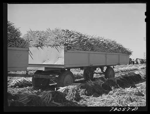 Carrots in trailers. Imperial County, California