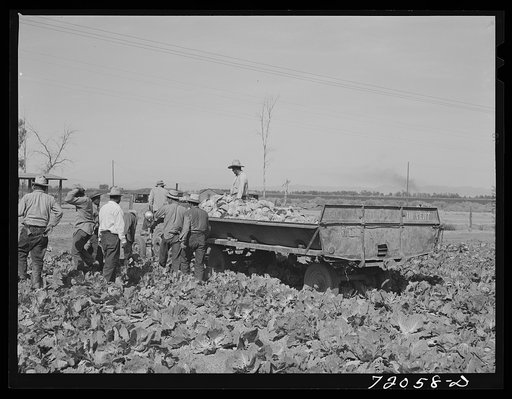 Untitled photo, possibly related to: Gathering cabbage. Imperial County, California