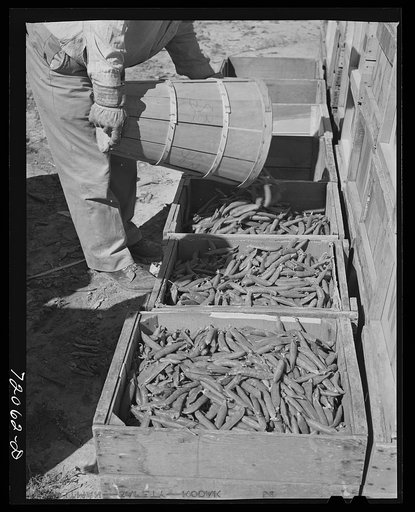 Freshly picked peas. Imperial County, California