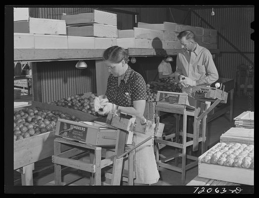 Packing tomatoes. Imperial County, California
