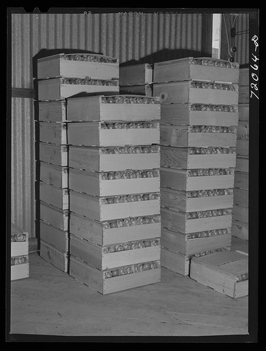 Crates of fresh tomatoes. Imperial County, California